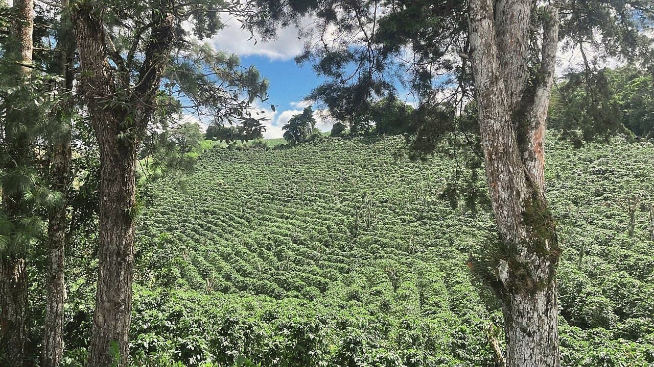 Hillside rows of coffee plants framed by trees on a coffee farm in Matagalpa, Nicaragua
