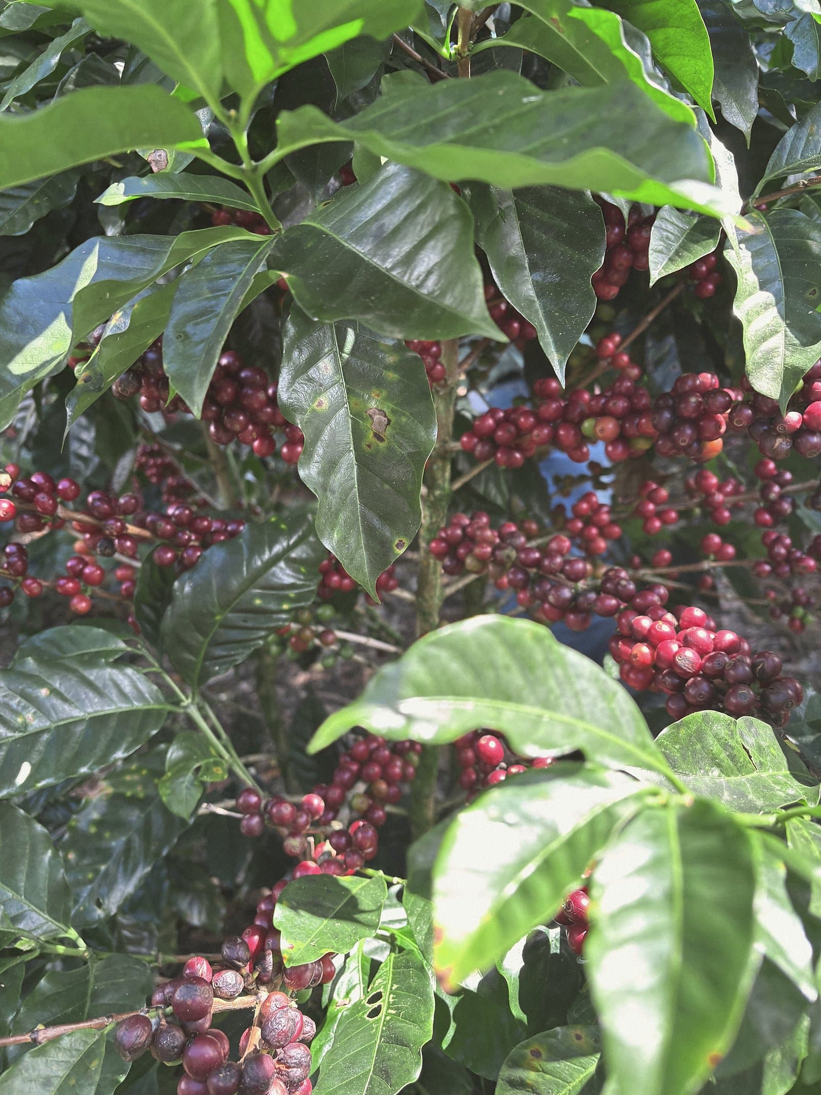 Ripe red coffee cherries among dark foliage on a coffee farm in Matagalpa, Nicaragua